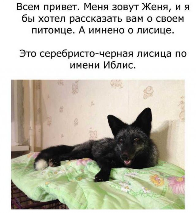 Необычная лисица по кличке Иблис