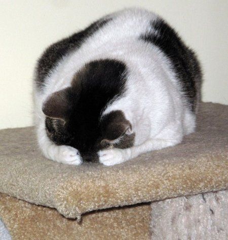 Когда котэ играет в прятки
