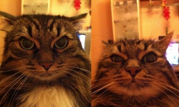 Классные фотоприколы и позитивные картинки