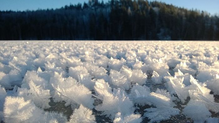 Ледяные цветы