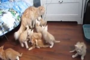 Пугливые котята
