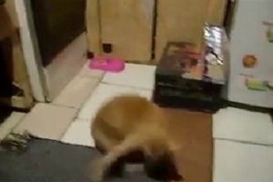 Кот не ожидал такого поворота событий