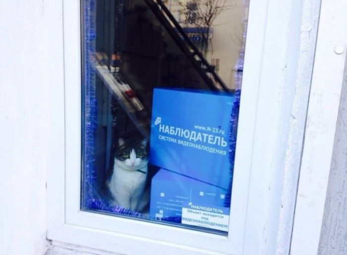 Смешные надписи и объявления
