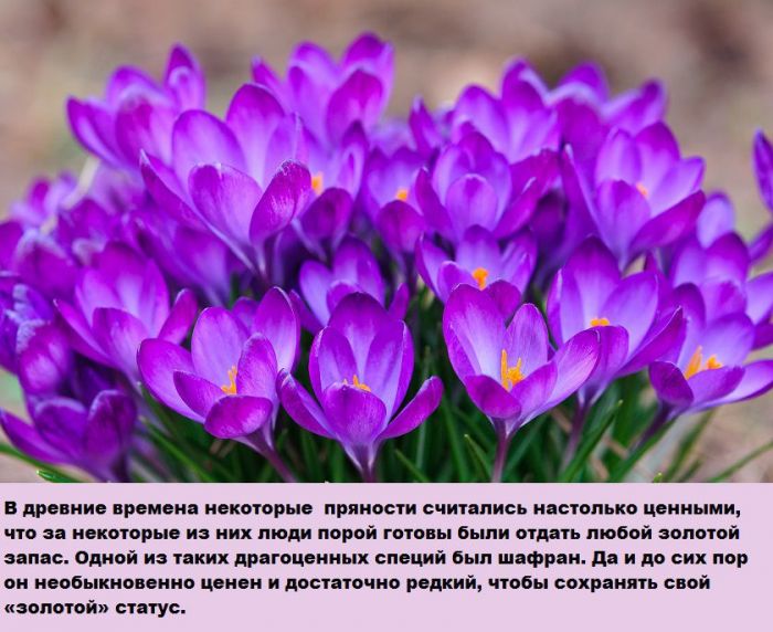 Все о дорогом цветке Шафран