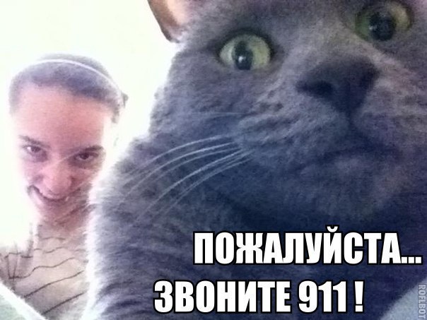 Приколы в картинках