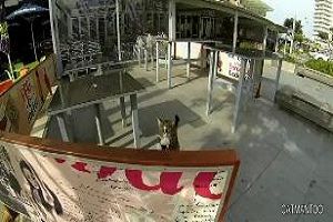 Из жизни кота скейтбордиста