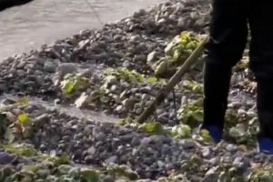 Как делается васаби