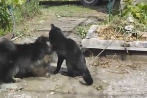 Новые приколы с котами