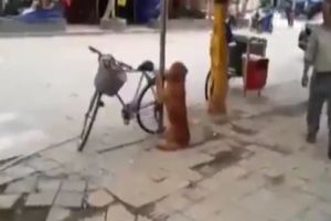 Пес охраняет велосипед хозяина