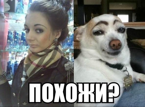 Веселый и позитивный собако-пост