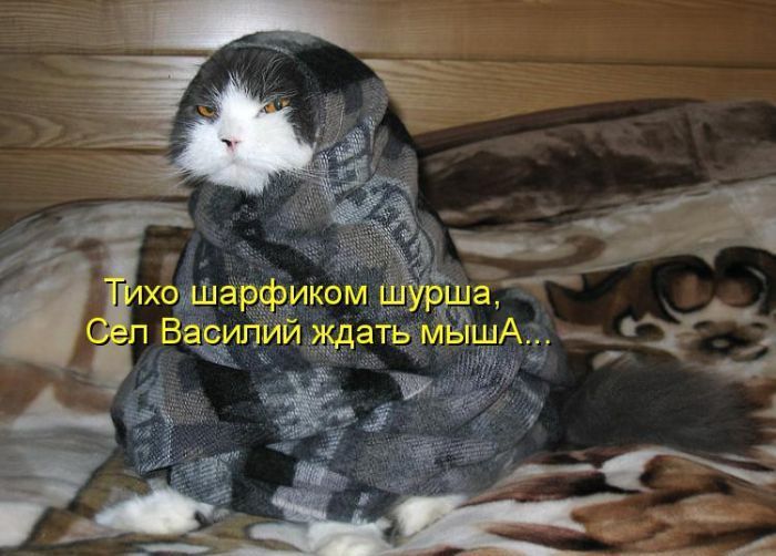 Забавные животные