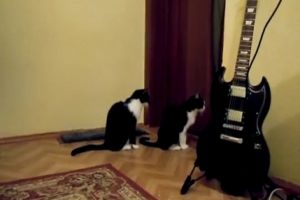 Кошка просит прощения у друга