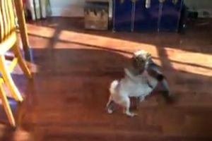 Мопс играет с котом