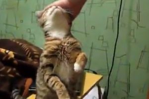 Котик хочет, чтобы его погладили