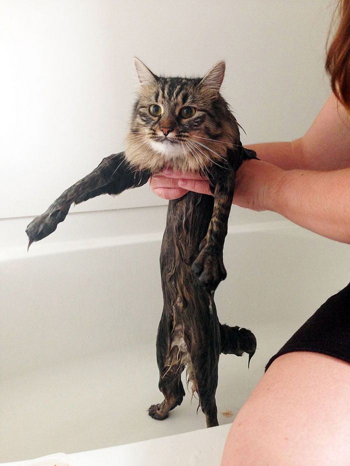 Мокрые котейки
