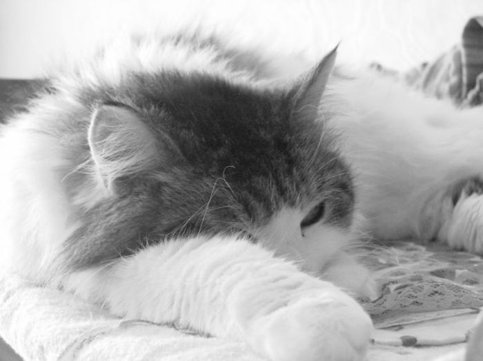 Кошка - флегматик