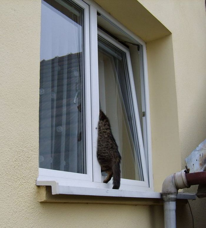 Котэ застрял после неудачного прыжка в окно