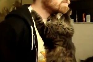 Как коты любят людей