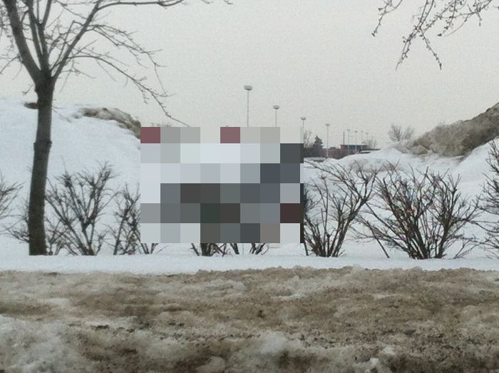 Первые "подснежники"