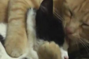 Котики обнимаются