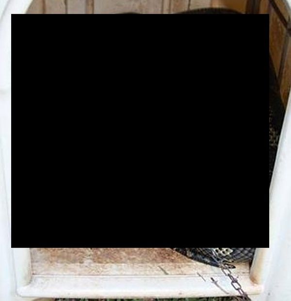 Огромный питон оказался в ловушке
