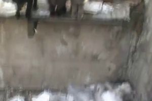 Очень голодные котики