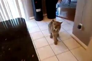 Как может злиться рысь