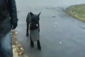 Собака, которая может сама принести воду