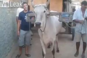 Корова сама лезет в упряжку