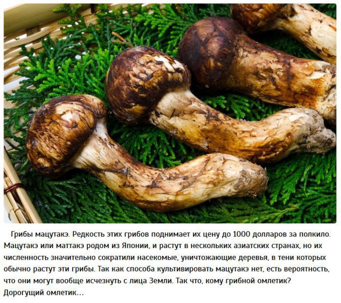 Самая дорогая еда