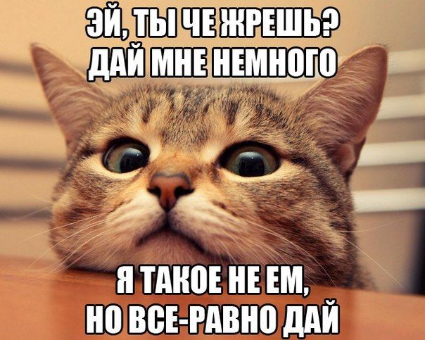 Мега подборка фотоприколов