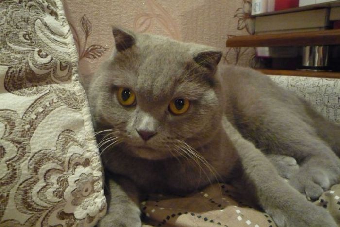 Домик для кота своими руками