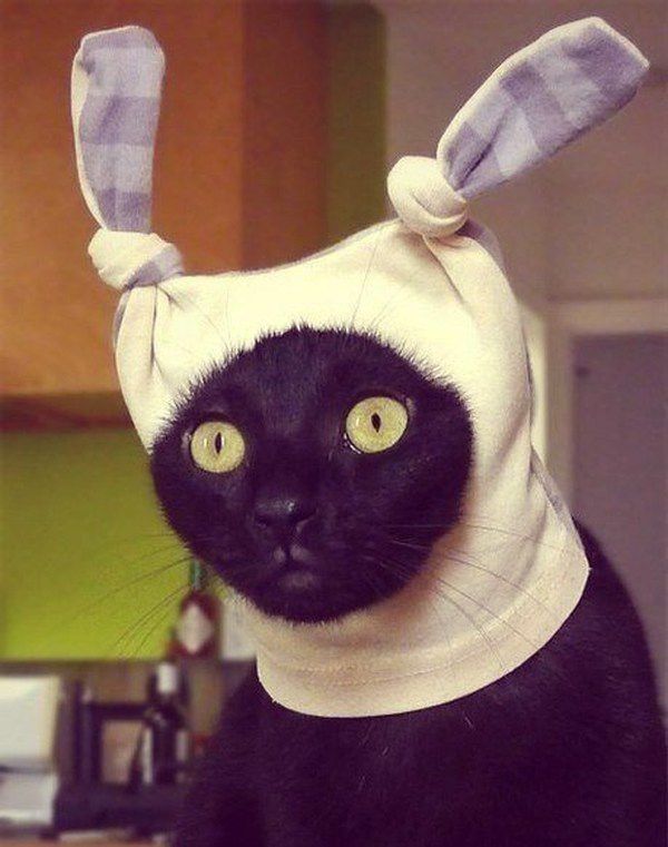 Мой хозяин - идиот!