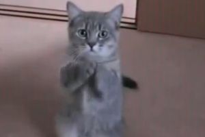 Милый котик хочет кушать