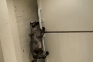 Котейка пытается открыть холодильник