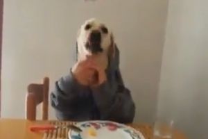 Прикол с голодным псом