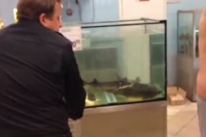 Мужик искупался в аквариуме супермаркета