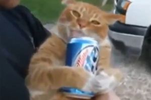 Котейки, которых плющит