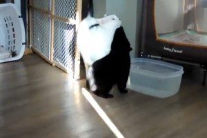 У кота Гитлера стальные нервы