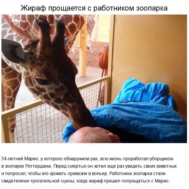 Трогательные истории