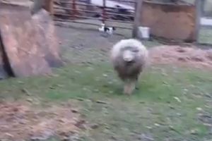 Овечка, которая выросла со щенком