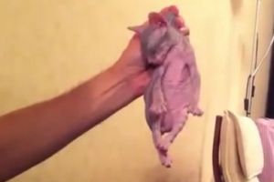 Как усмирить котенка