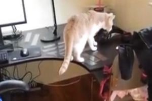 Кот попал в ловушку