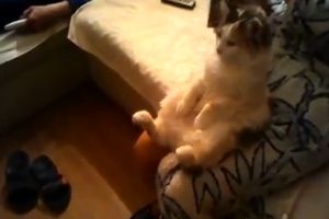 Кошка пришла смотреть любимый сериал