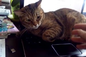 Котэ против интернета