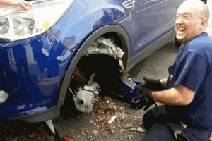Кто может обитать в Вашем авто, когда оно долго стоит без дела