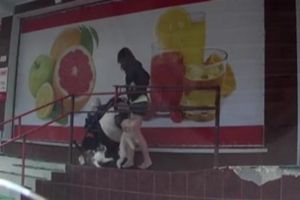 Очень злой кот напал на собаку