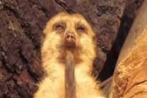 У суриката была тяжелая ночь
