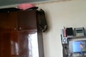 Неудачные моменты из жизни котов