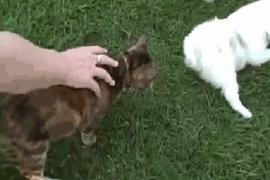 Щенки наказали кота